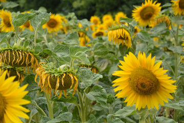 sunflowers grow