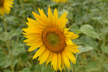 sunflower grows