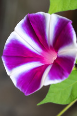 Fototapeta premium アサガオ