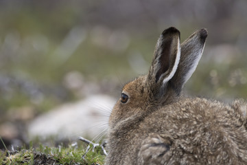 mountain hare