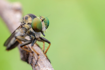 Super macro Robber fly on branch with green background