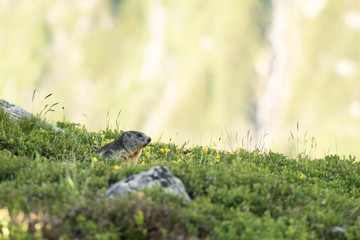 Murmeltier vor seinem Bau in den schweizer Alpen - Marmota