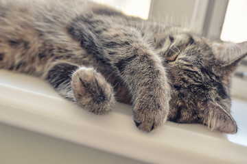 Cute cat sleeping