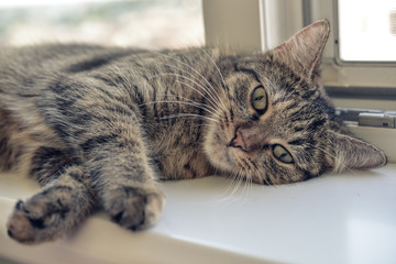 Cute cat laying