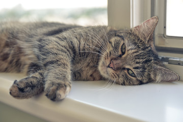 Cute cat laying