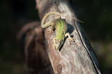 Lizard in the sun on a tree branch