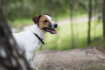 Jack Russell for a walk in the woods