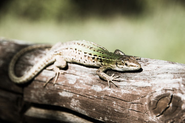 Lizard in the sun on a tree branch