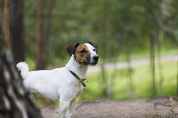 Jack Russell for a walk in the woods