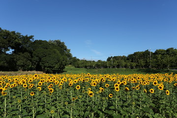 馬見丘陵公園のひまわり畑