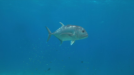 Giant Trevallies on a coral reef.