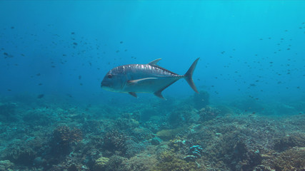 Fototapeta na wymiar Giant Trevallies on a coral reef.