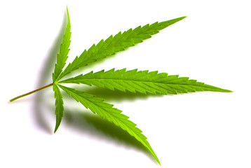 Cannabis leaf, marijuana isolated over white