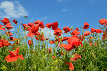 Maki © Dejan Gospodarek