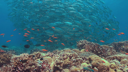 School of Big-eye Trevallies on a colorful coral reef.