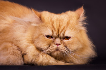 Orange persian cat