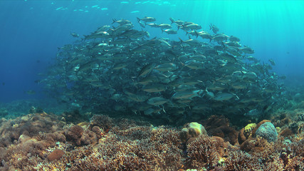 Naklejka na ściany i meble School of Big-eye Trevallies on a colorful coral reef.