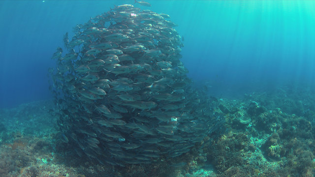 School of Big-eye Trevallies on a colorful coral reef.