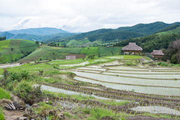 green rice field on terrace in mountain valley. beautiful nature landscape in rainy season. agriculture industry