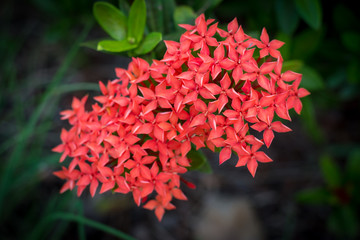 Ixora coccinea, small red flower so beautiful