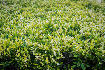 green leaf background
