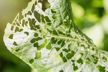 Macro shot leaf with holes, eaten by pests with green blurry background. Nature hazard concept.