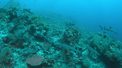 Fototapeta na wymiar Whitetip Reef Sharks hunting on a coral reef.