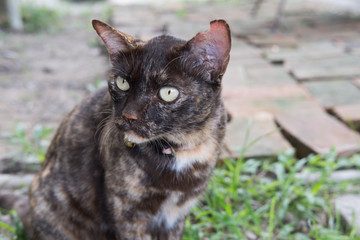Portrait of a fierce brown cat sitting on ground and look at something