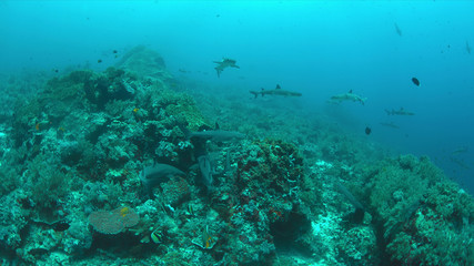 Naklejka na ściany i meble Whitetip Reef Sharks hunting on a coral reef.