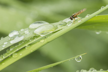 Fototapeta na wymiar Green grass with water drops and hoverfly.