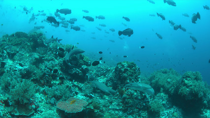 Whitetip Reef Sharks hunting on a coral reef.