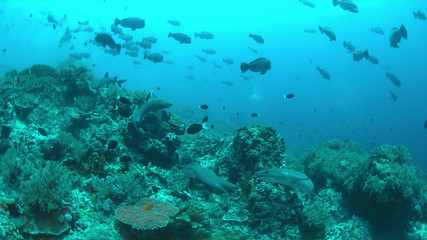 Naklejka na ściany i meble Whitetip Reef Sharks hunting on a coral reef.