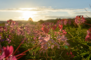 Fototapeta premium Blumenfeld im warmen licht