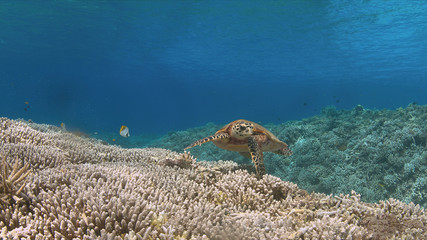 Hawksbill turtle on a Coral reef while eating