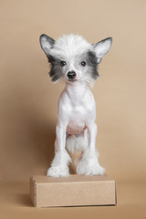 studio shot of Chinese Crested Dog puppy standing on the beige background