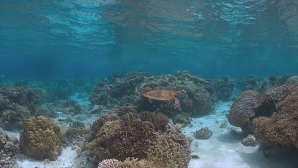 Naklejka na ściany i meble Hawksbill turtle swims on a colorful coral reef.
