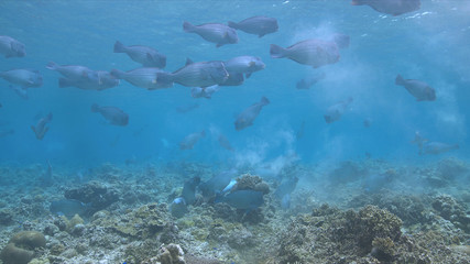 School of Humphead Parrotfishes on a coral reef.