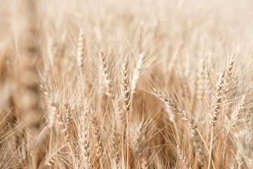 Wheat field. Ears of golden wheat close up. Rural Scenery under Shining Sunlight.