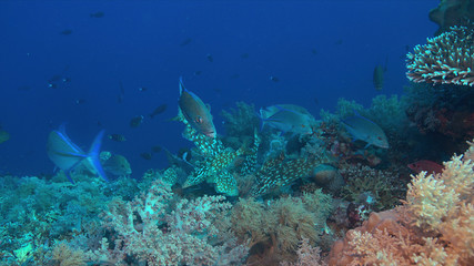 Fototapeta na wymiar Emperor Snapper, Napoleon and Trevallies hunting on a coral reef.