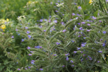 Gewöhnlicher Natternkopf - Echium vulgare