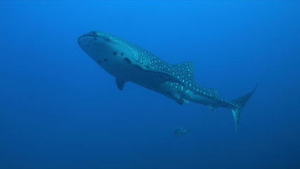 Whale shark swims in blue water.