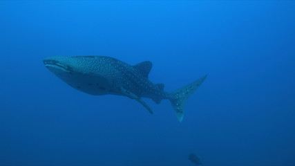 Whale shark swims in blue water.