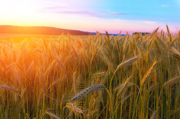 Wheat field in the mountains at sunset