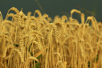 field of wheat