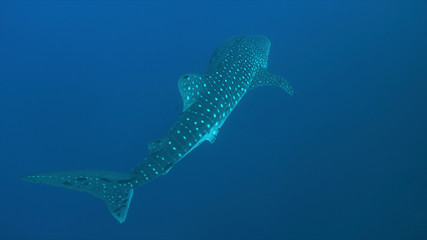 Whale shark swims in blue water.