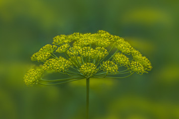 Yellow green flowers of dill (Anethum graveolens). Close up.