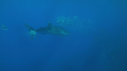 Whale shark swims with a school of Trevallies in blue water.