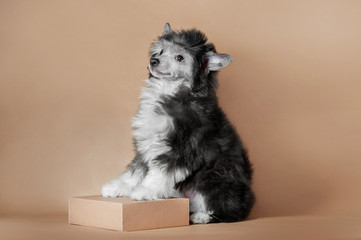 cute fluffy puppy of chinese crested dog sitting on ginger background with paws on box