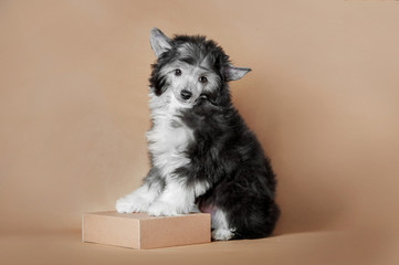 cute fluffy puppy of chinese crested dog sitting on ginger background with paws on box
