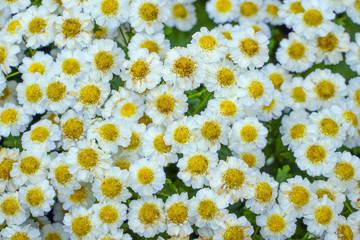 Decorative daisy